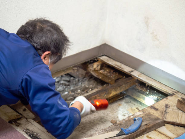 Best Commercial Mold Removal  in Noank, CT