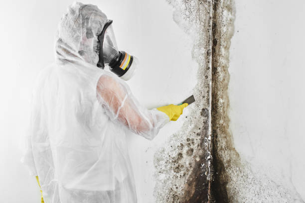 Best Local Mold Removal Service  in Noank, CT