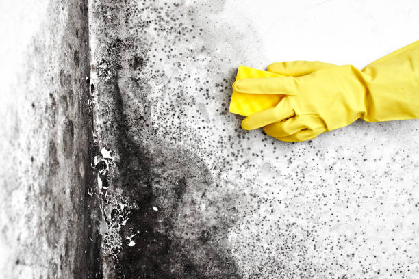 Trusted Noank, CT Mold Removal Experts