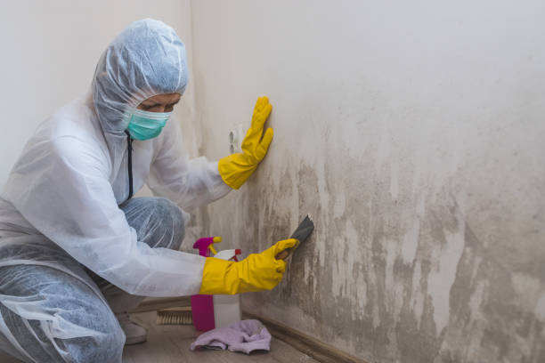 Mold Removal and Inspection in Noank, CT