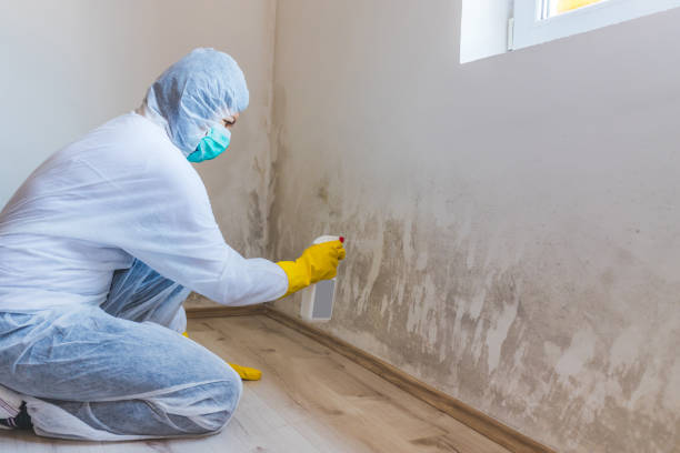 Best Toxic Mold Removal  in Noank, CT