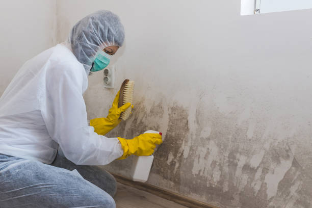 Best Mold Remediation  in Noank, CT