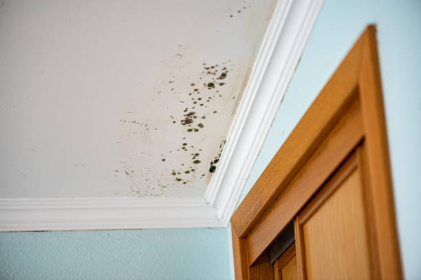 Best Mold Inspection  in Noank, CT