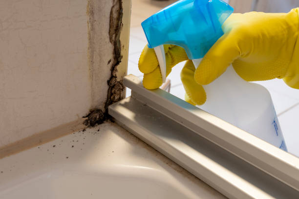 Best Fast Mold Removal  in Noank, CT