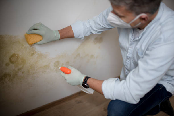Best Mold Cleaning Services  in Noank, CT