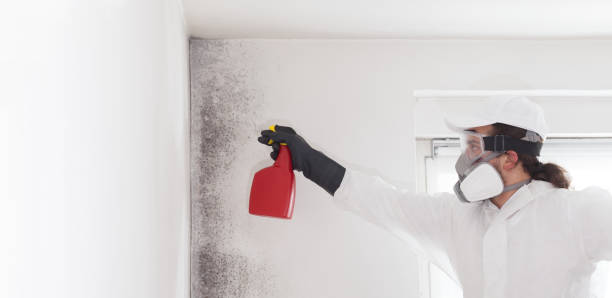 Best Same-Day Mold Removal  in Noank, CT