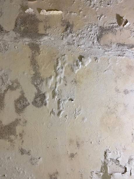 Best Same-Day Mold Removal  in Noank, CT
