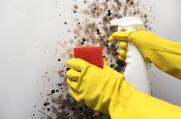 Best Mold Testing and Removal  in Noank, CT