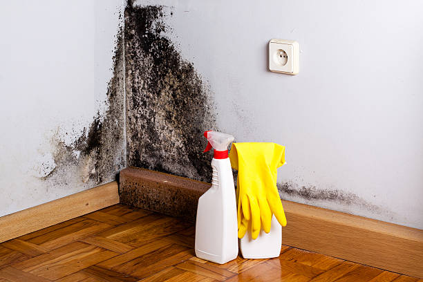 Certified Mold Removal in Noank, CT