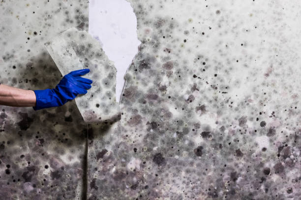 Mold Testing and Removal in Noank, CT
