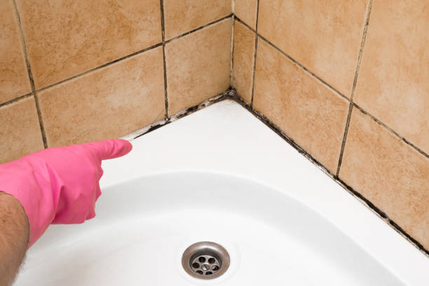 Best Mold Removal Near Me  in Noank, CT